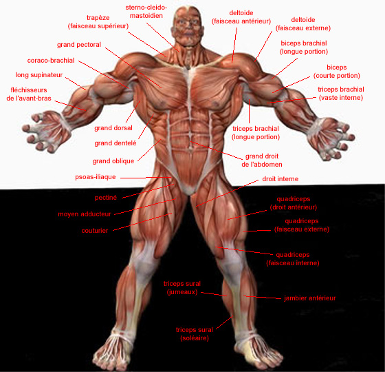 anatomie musculation