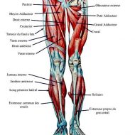 Les muscles des jambes