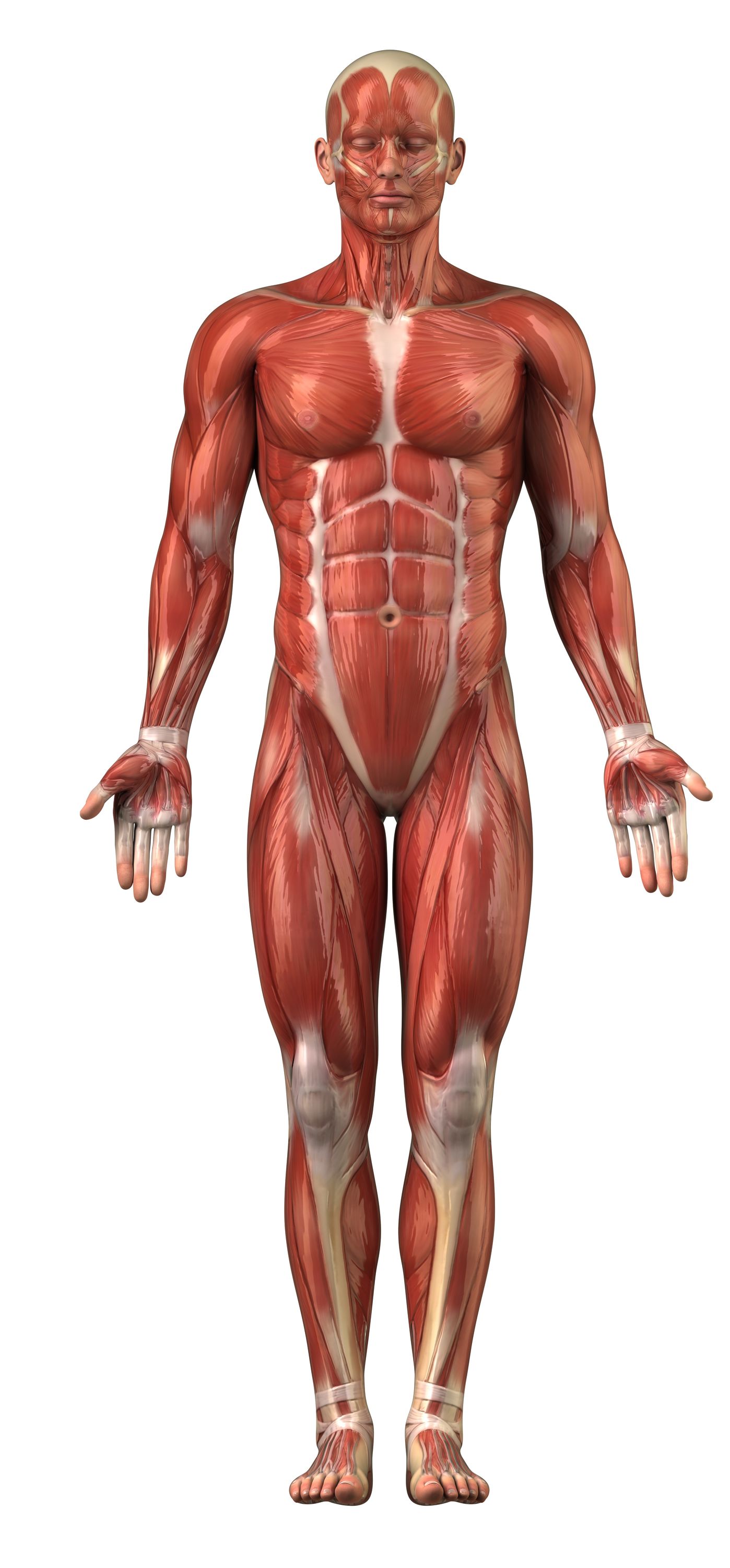 muscle body